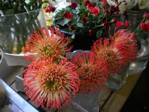 個性的で独特な魅力のお花　♪ピンクッション♪｜「フラワーショップ　サンワ」　（北海道室蘭市の花キューピット加盟店 花屋）のブログ