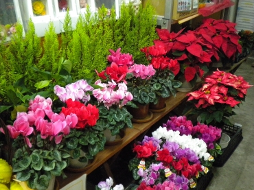 「フラワーショップ　サンワ」　（北海道室蘭市）の花屋店舗写真2